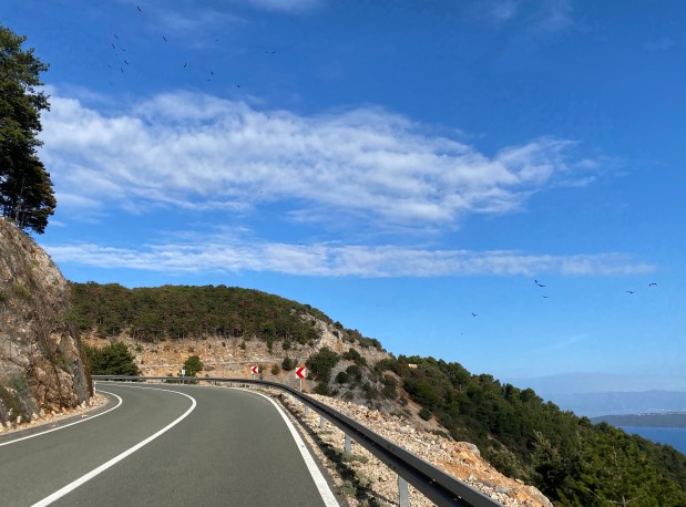 Griffin Vultures in flight, Cres Island, Croatia