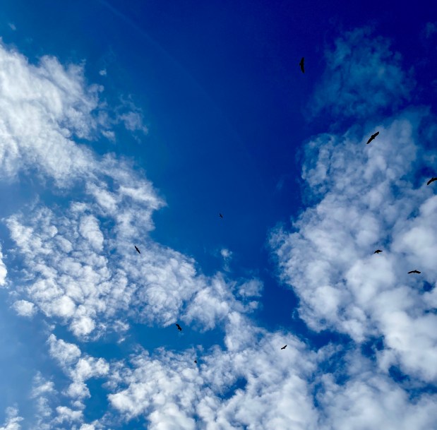 Griffin Vultures in flight on Cres Island